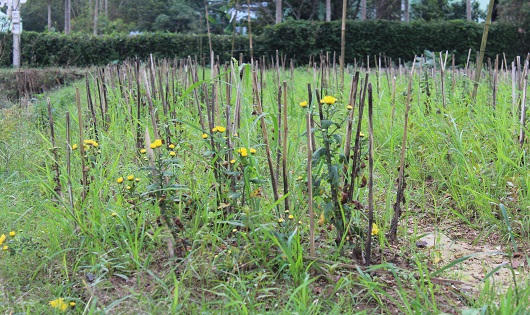 Làng hoa Tết Phú Mậu xác xơ vì lũ