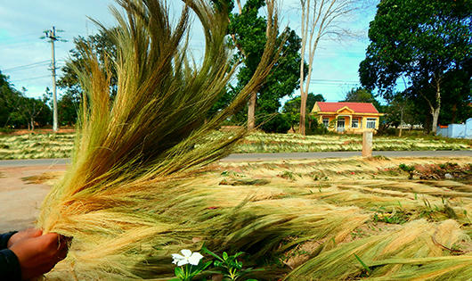 Mùa “lộc trời” ở vùng cao