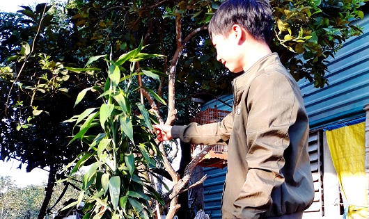  Kỳ lạ cây trường sinh trổ hoa hiếm vào dịp Tết