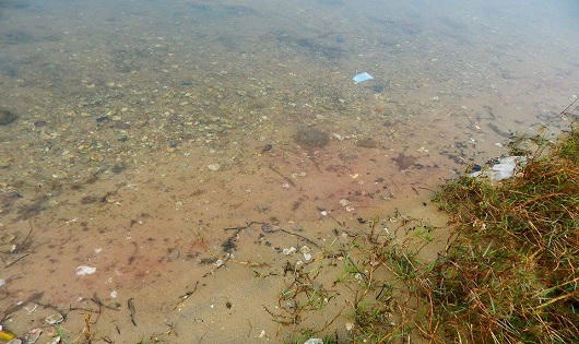 Xuất hiện dải nước biển màu đỏ tại vùng biển tỉnh Thừa Thiên – Huế