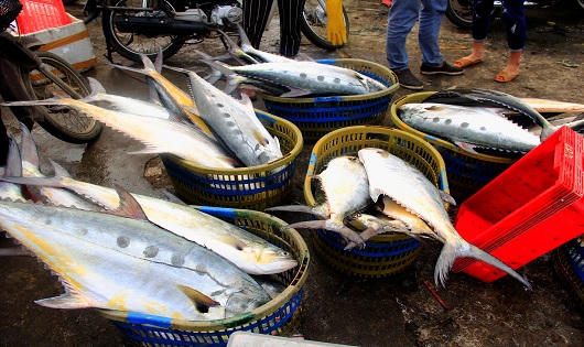 Ngư dân Quảng Trị trúng đậm mẻ cá bè quỵt gần 100 tấn