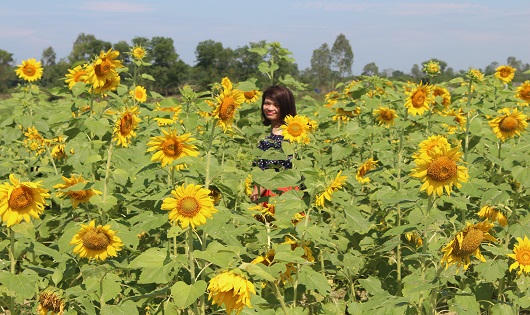 Giảng viên trẻ thu tiền triệu mỗi ngày nhờ hoa hướng dương