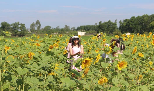 Giảng viên trẻ thu tiền triệu mỗi ngày nhờ hoa hướng dương