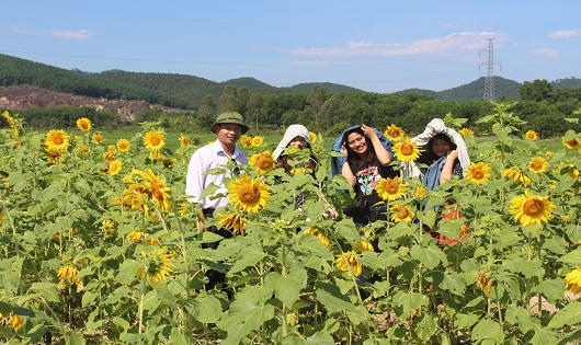 Giảng viên trẻ thu tiền triệu mỗi ngày nhờ hoa hướng dương