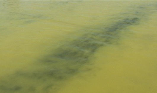 Huế:  Xuất hiện cá chết gần nơi dải nước màu vàng 