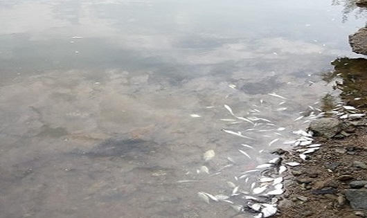 Huế:  Nguyên nhân xuất hiện nước biển màu Vàng là do Tảo