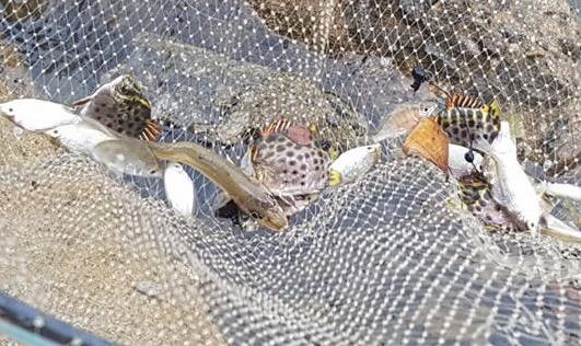 Huế:  Nguyên nhân xuất hiện nước biển màu Vàng là do Tảo