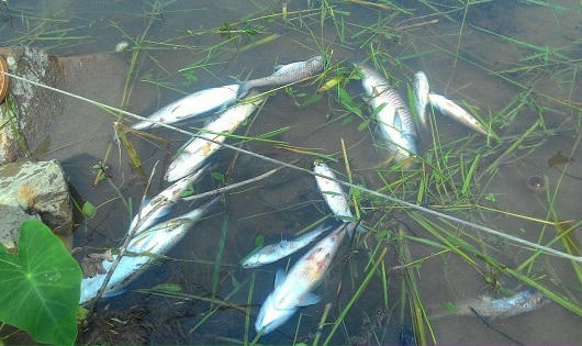Huế: Cá trên sông Bồ chết hàng loạt do thiếu ô xi