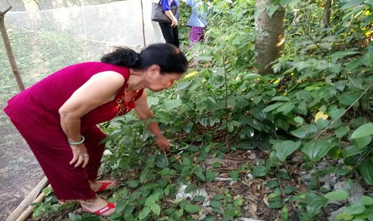 TT- Huế: Một bé trai sơ sinh bị bỏ rơi trong vườn