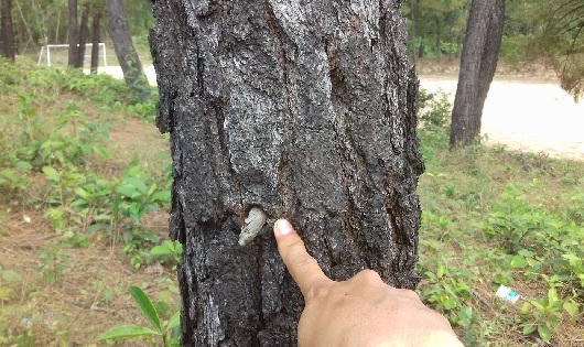 Huế: Rừng đặc dụng Thiên An “chảy máu”