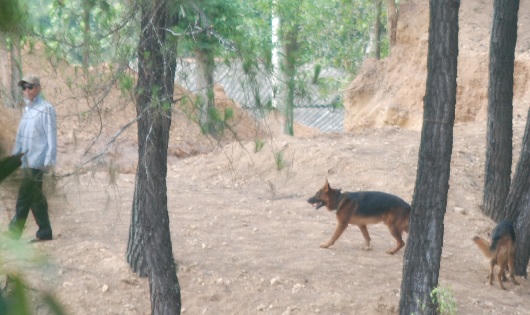 Huế: Rừng đặc dụng Thiên An “chảy máu”