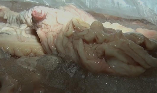 TT-Huế: Bắt giữ xe tải chở gần 3,5 tấn nội tạng thối trên đường đi tiêu thụ