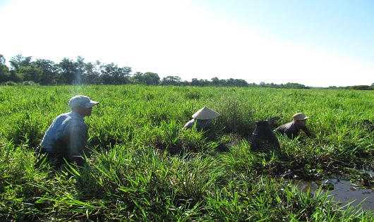 Hàng trăm người háo hức đội nắng, tắm bùn bắt cá lấy 'hên' ở Quảng Trị