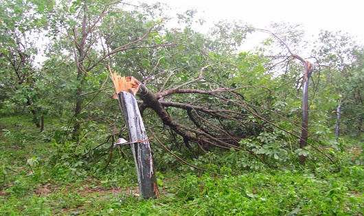 Gần 2000 ha “vàng trắng” ở Quảng Trị tiêu tan sau bão số 10