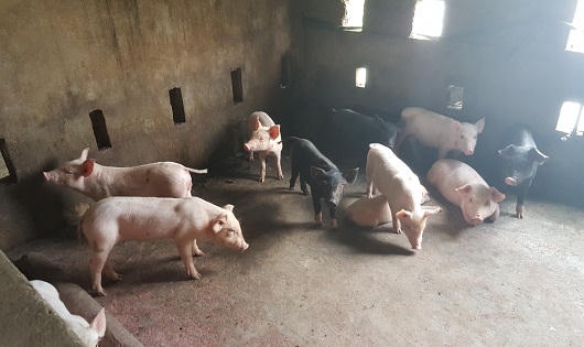 Phòng giao dịch NHCSXH thị xã Hương Thủy 15 năm đồng hành cùng người nghèo