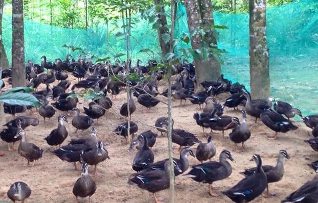 Huế: Những mô hình thoát nghèo hiệu quả ở Hương Trà