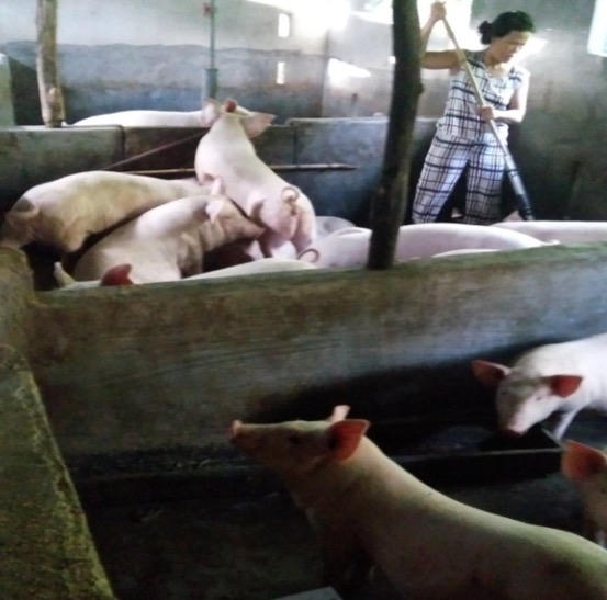 Huế: Những mô hình thoát nghèo hiệu quả ở Hương Trà