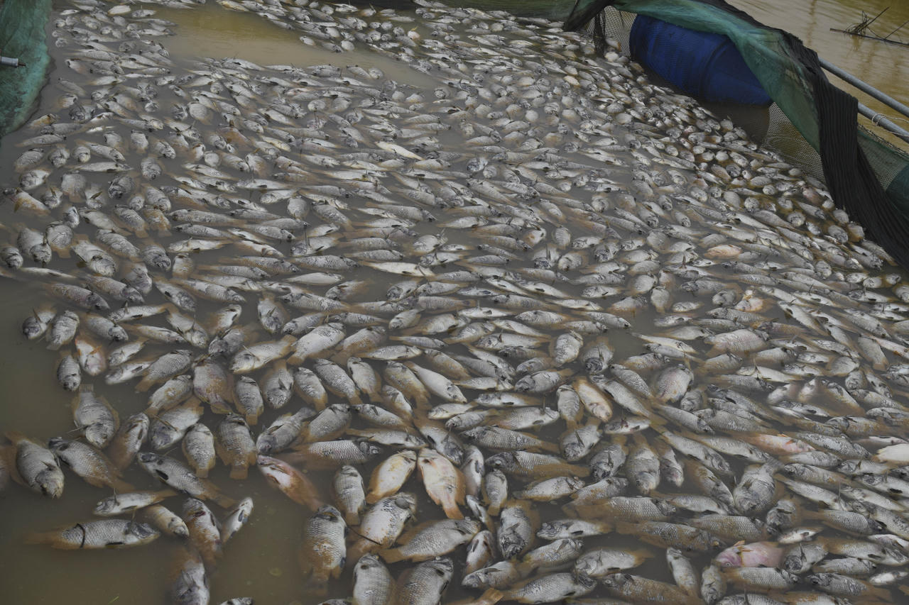 Huế: Công an giúp dân thu dọn cá chết