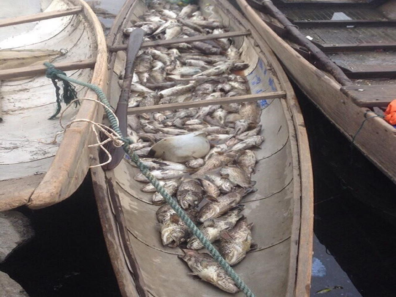 Dân Huế “ngán ngẩm” vì hàng trăm tấn cá lại chết trắng lồng