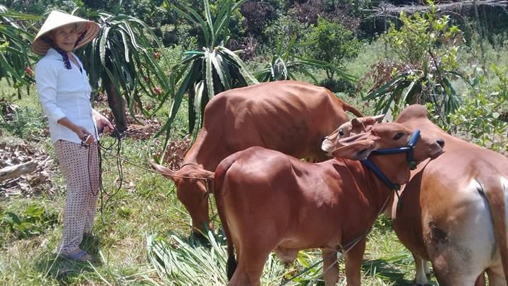 Ngân hàng CSXH huyện Quảng Trạch, tỉnh Quảng Bình: Phát huy hiệu quả vốn vay