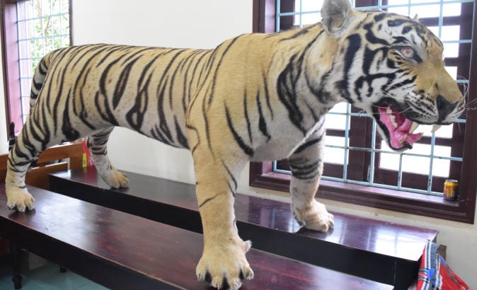 Huế: Phát hiện bộ da hổ nhồi bông trái phép