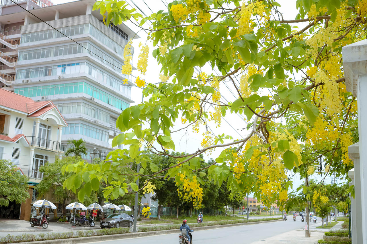 Rực rỡ hoa Hoàng Yến tháng 6 ở Huế