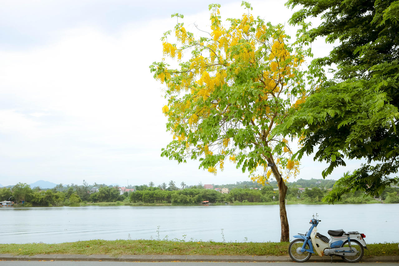 Rực rỡ hoa Hoàng Yến tháng 6 ở Huế