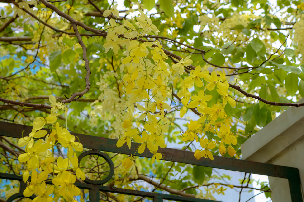 Rực rỡ hoa Hoàng Yến tháng 6 ở Huế