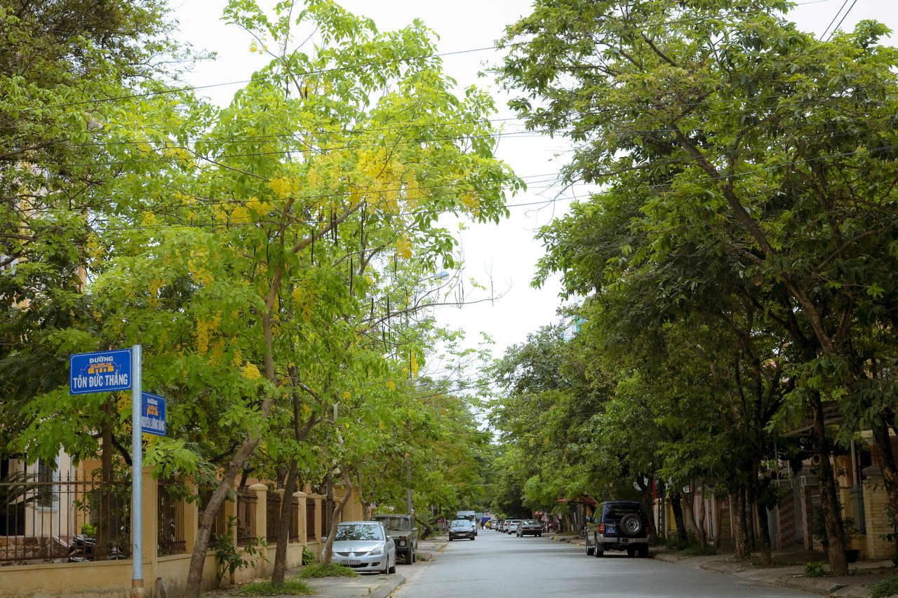 Rực rỡ hoa Hoàng Yến tháng 6 ở Huế