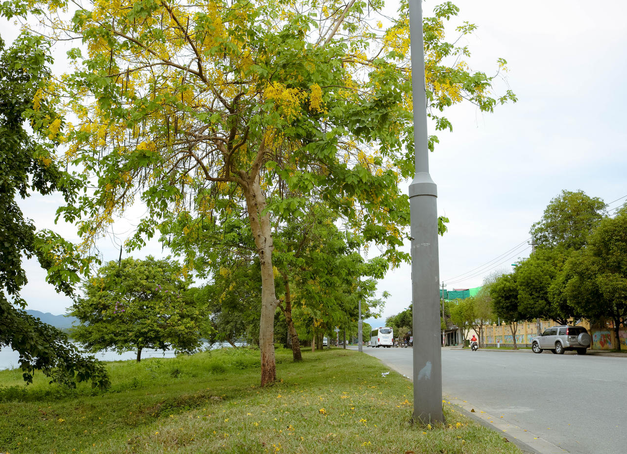 Rực rỡ hoa Hoàng Yến tháng 6 ở Huế