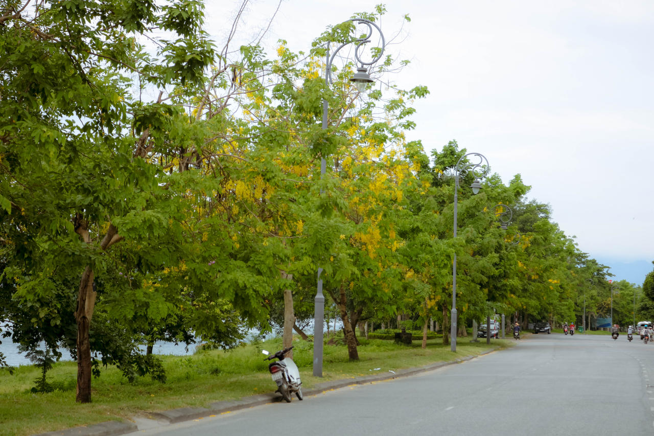 Rực rỡ hoa Hoàng Yến tháng 6 ở Huế