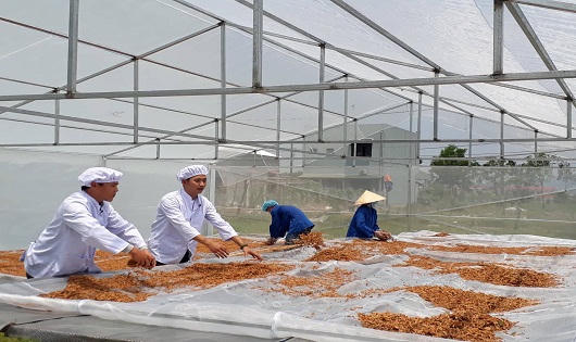 TĐ Fig - sản phẩm hỗ trợ trị tiểu đường từ trái vả