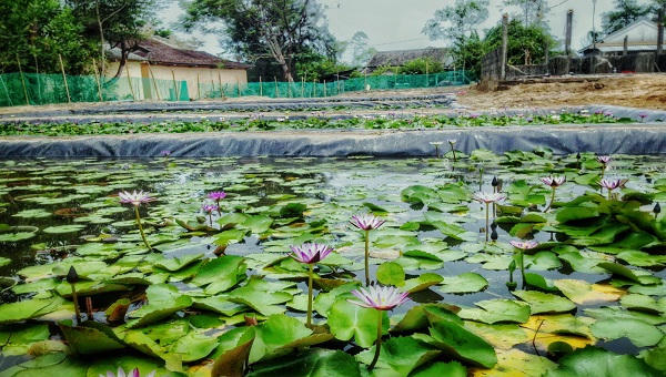 Khởi nghiệp thành công nhờ mô hình “bắt” cát biển nở hoa