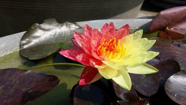 Khởi nghiệp thành công nhờ mô hình “bắt” cát biển nở hoa