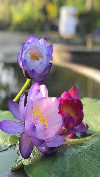 Khởi nghiệp thành công nhờ mô hình “bắt” cát biển nở hoa