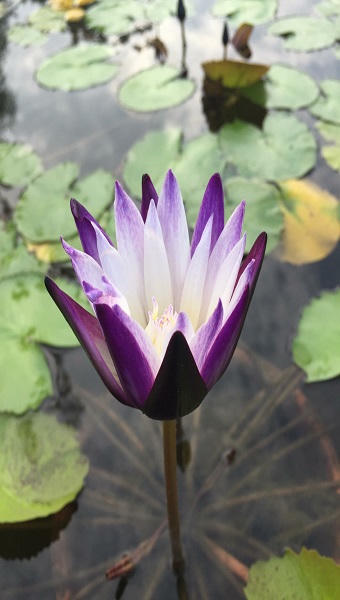 Khởi nghiệp thành công nhờ mô hình “bắt” cát biển nở hoa