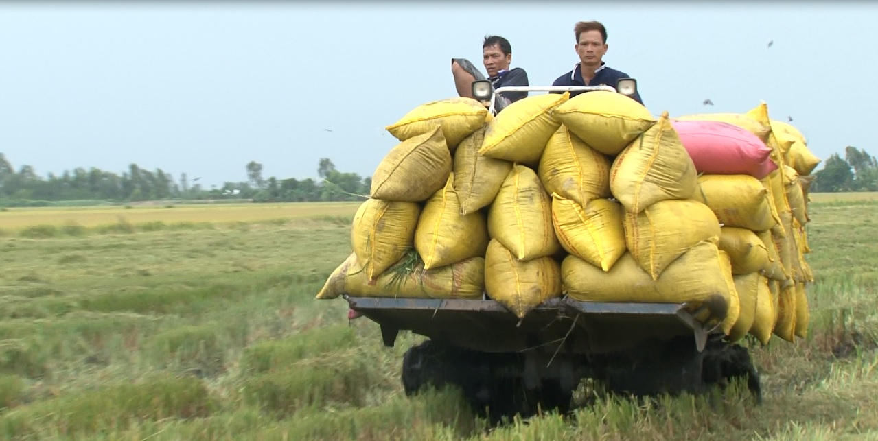 Kiên Giang tìm kiếm giải pháp tiêu thụ lúa gạo