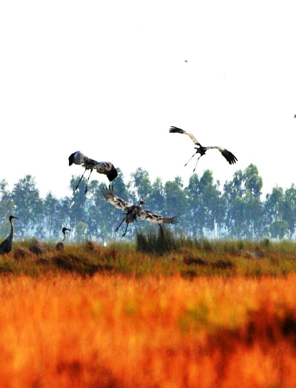 Sếu đầu đỏ bay về đồng cỏ bàng Phú Mỹ, Kiên Giang