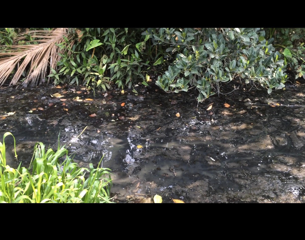 Người dân khốn khổ vì trại heo xả thải thẳng ra kênh