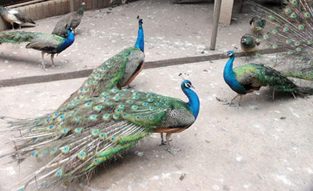 Thành triệu phú nhờ 'chim thần thoại'