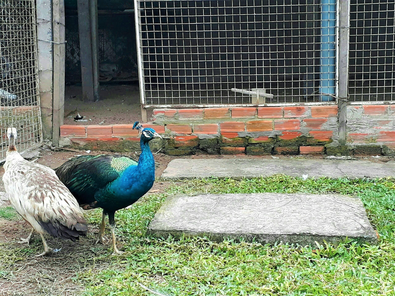 Thành triệu phú nhờ 'chim thần thoại'