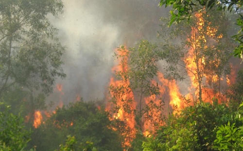 Điều tra nguyên nhân vụ cháy rừng phòng hộ Hòn Đất 
