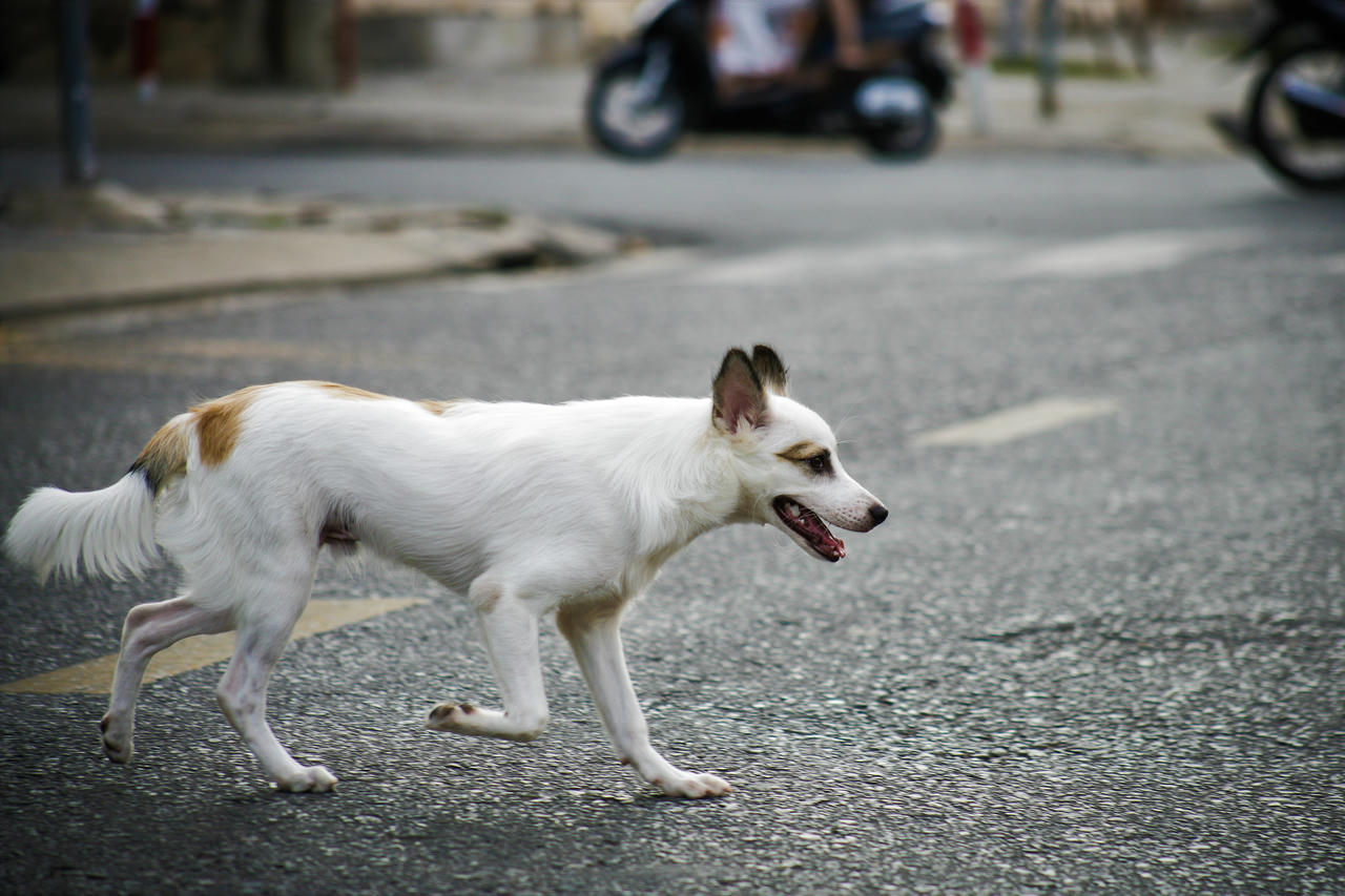 Giật mình tỷ lệ tiêm phòng bệnh dại ở Cà Mau chỉ đạt trên 10%