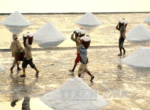 'Mùa vàng' của diêm dân Đông Hải