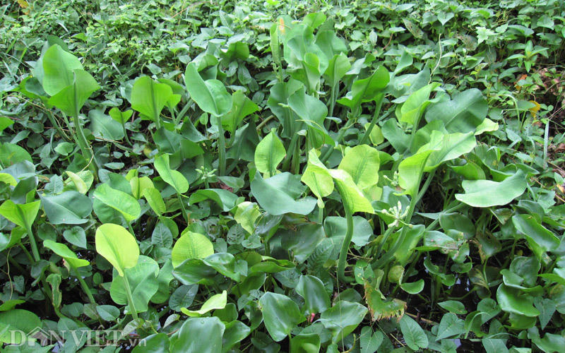 Triệu phú cù nèo