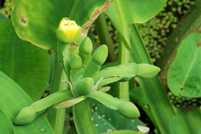 Triệu phú cù nèo