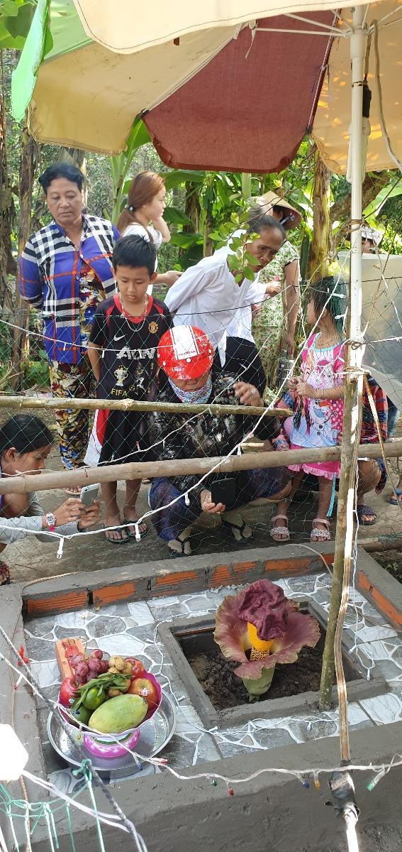 Bất ngờ sự thật về 'hoa thánh' ở Kiên Giang 