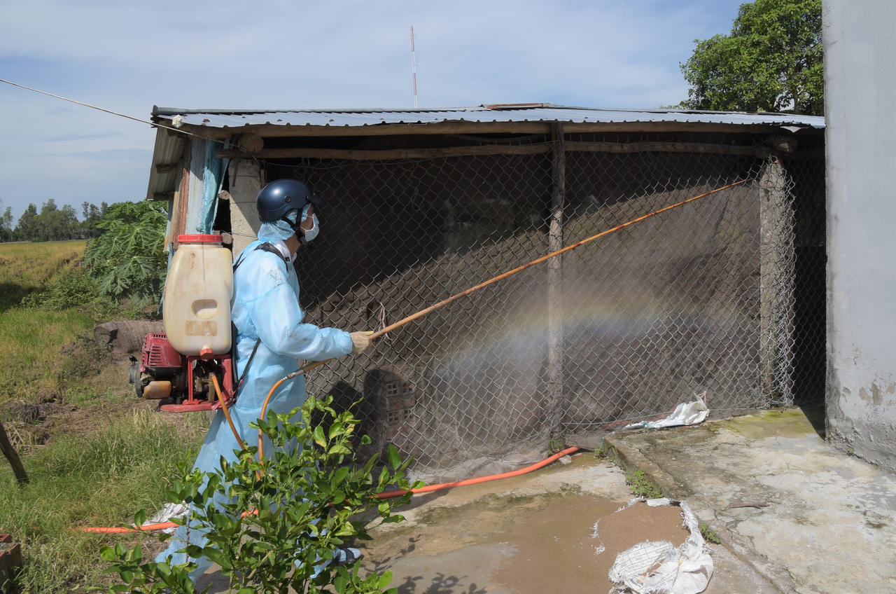 Bạc Liêu cương quyết không để dịch tả heo châu Phi xảy ra trên địa bàn