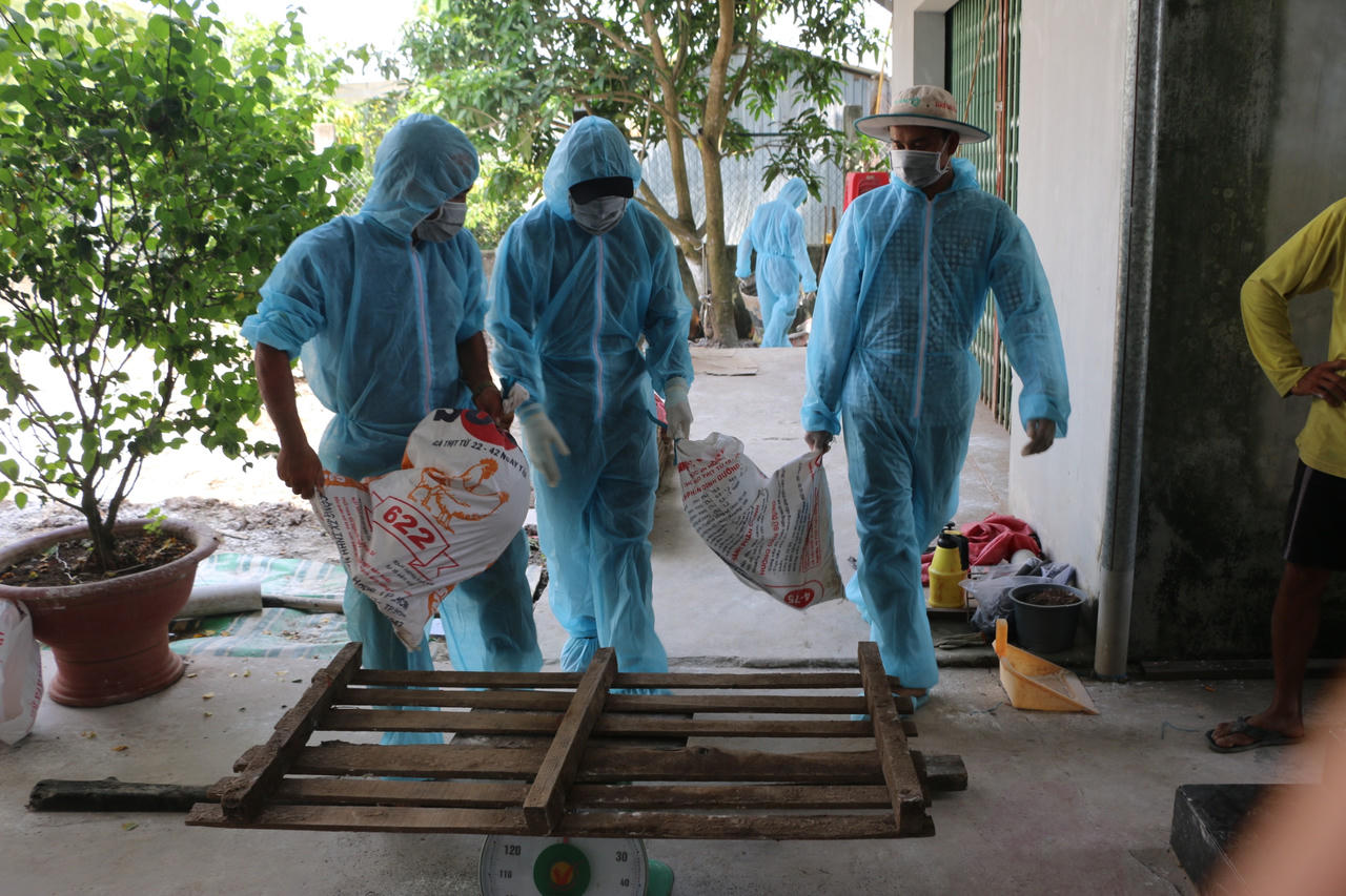 Bạc Liêu: Xuất hiện 3 ổ dịch tả heo châu Phi, lãnh đạo tỉnh trực tiếp kiểm tra và chỉ đạo chống dịch