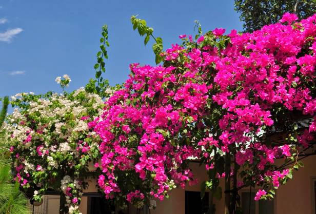 Thương những mùa hoa…